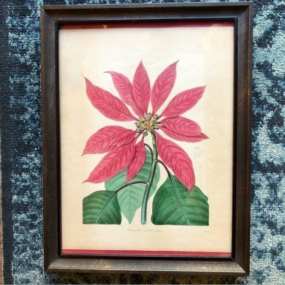 Other - Poinsettia Botanical Chromo Lithograph Print
